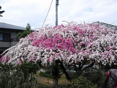 20110415_204230.JPG
